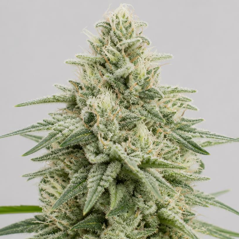 XTAZ CBG